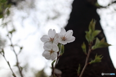 道端に咲く花