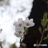 道端に咲く花