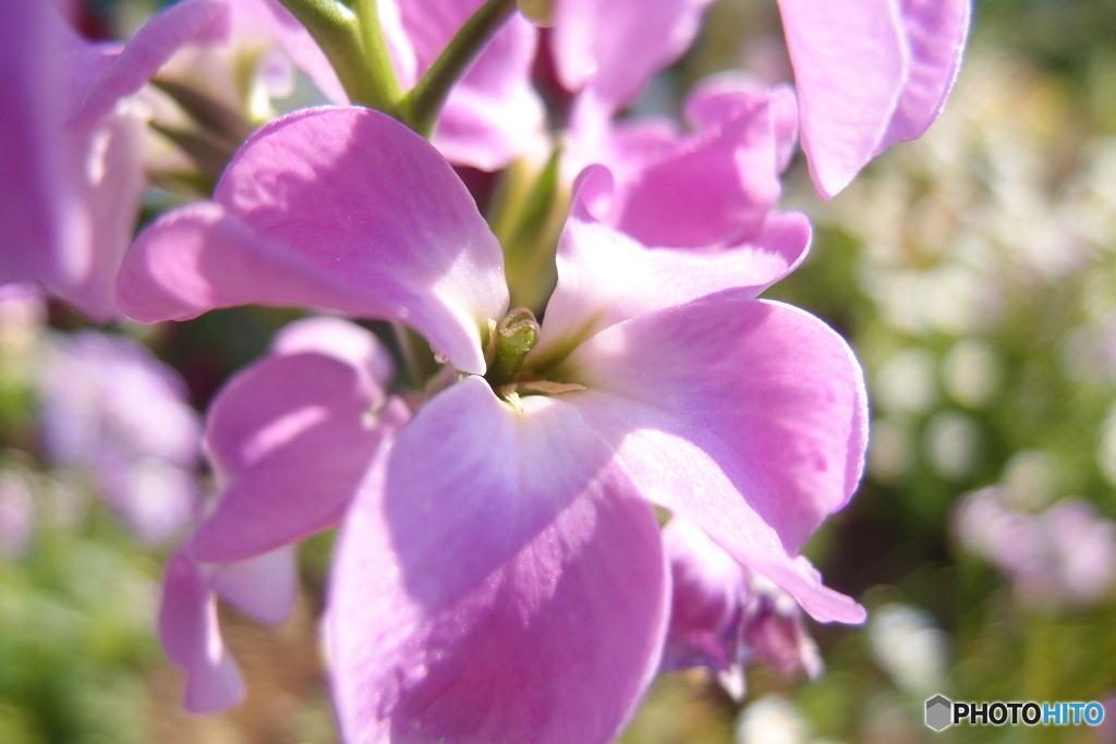 道端に咲く花