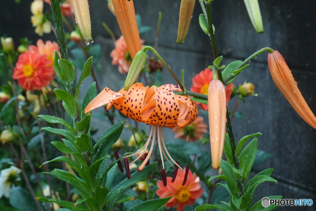 道端に咲く花