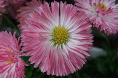 雛菊