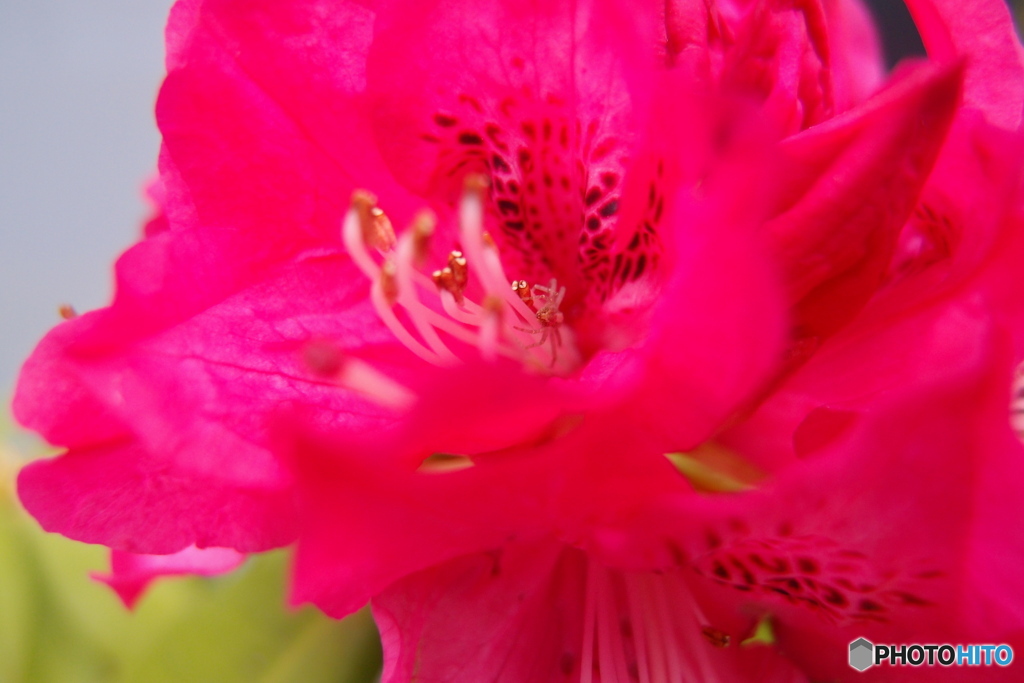 道端に咲く花