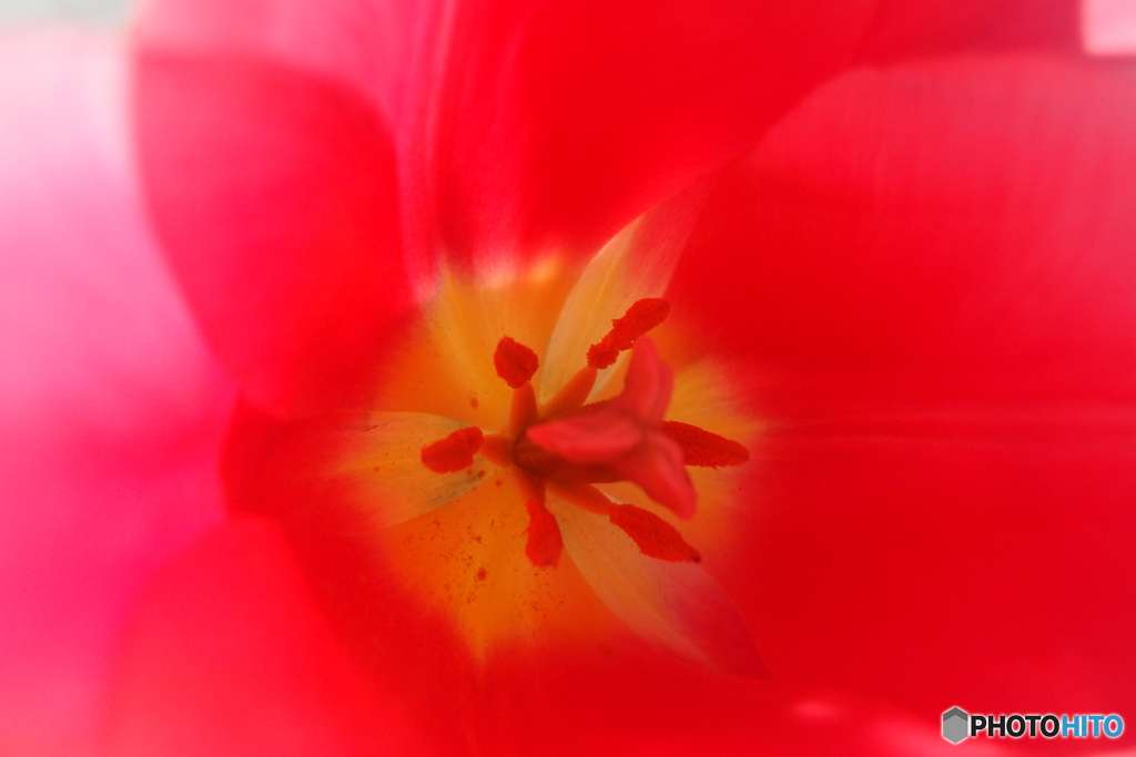 道端に咲く花