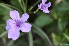 道端に咲く花