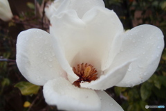 道端に咲く花