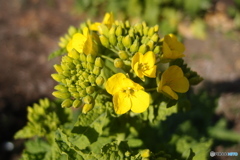 道端に咲く花