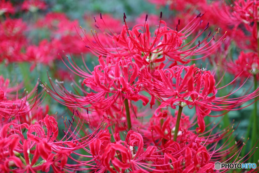 道端に咲く花