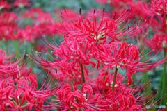 道端に咲く花