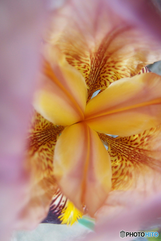 道端に咲く花
