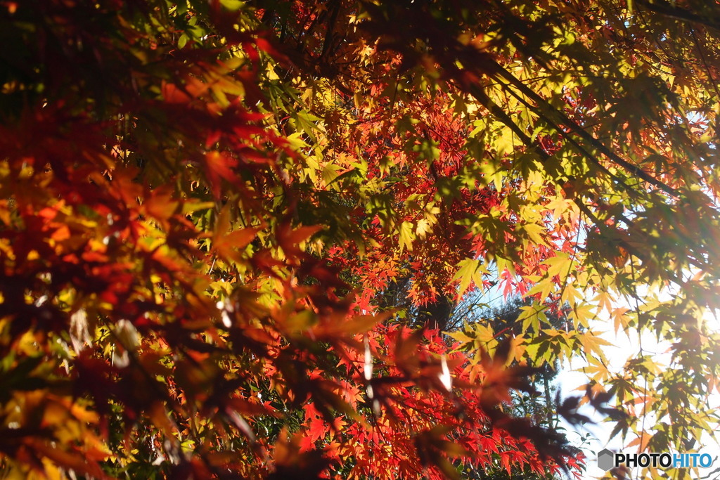 紅葉
