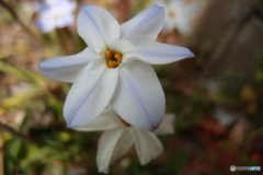 道端に咲く花