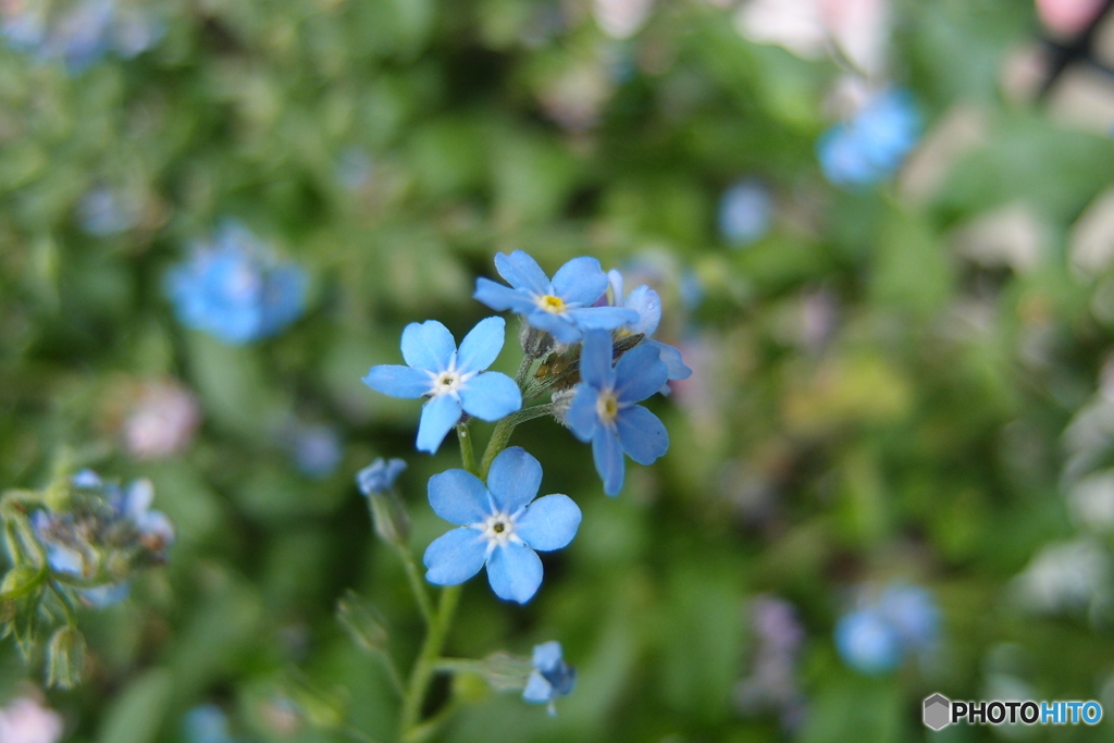 小さな花