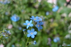 小さな花