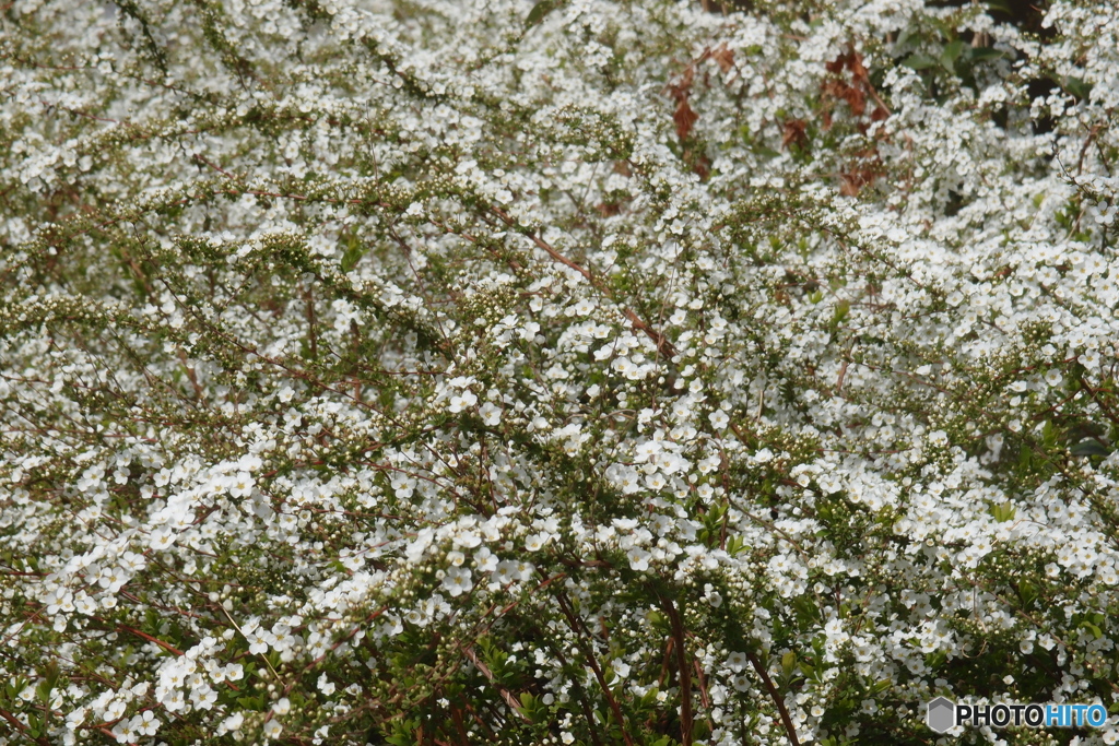 道端に咲く花