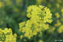 道端に咲く花