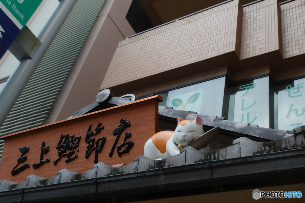 猫