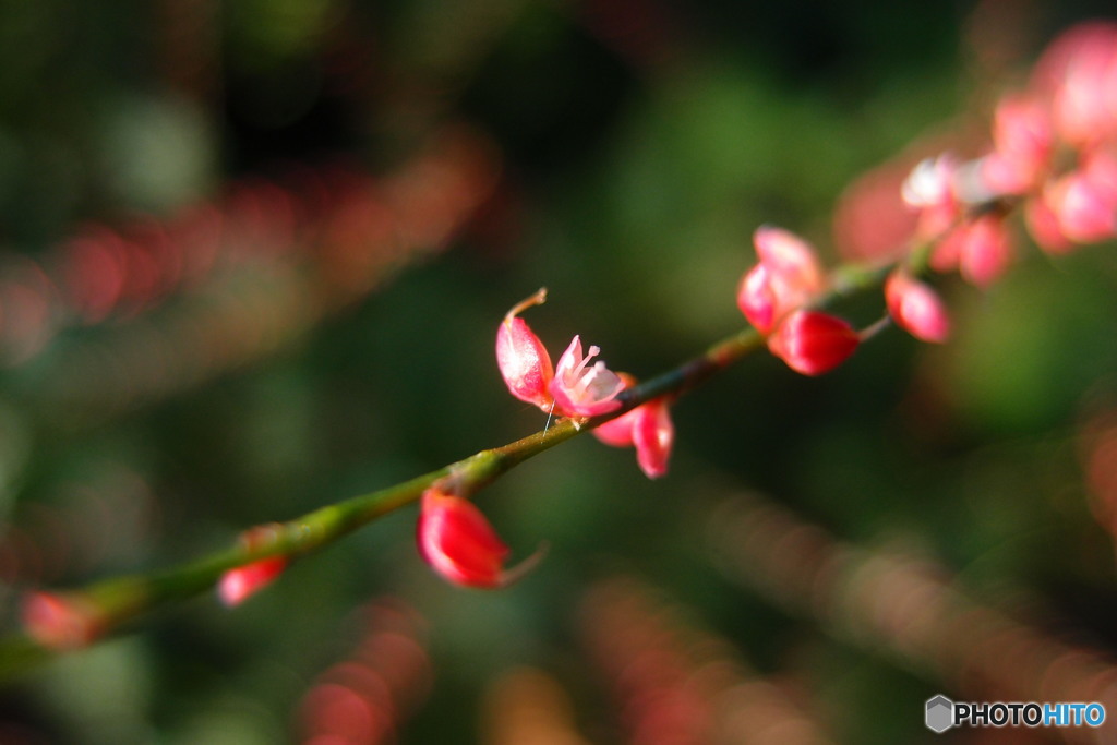 道端に咲く花