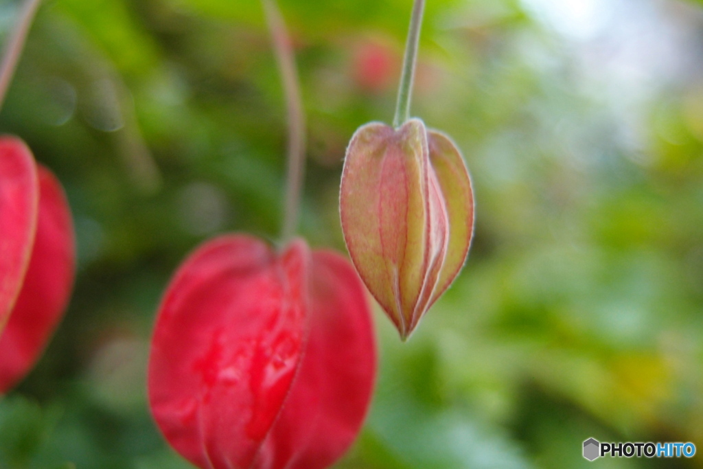 道端に咲く花