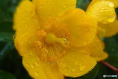 道端に咲く花