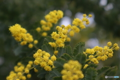道端に咲く花