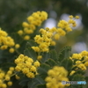 道端に咲く花
