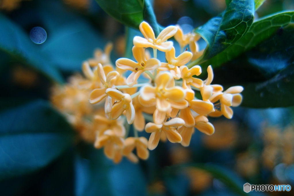 道端に咲く花