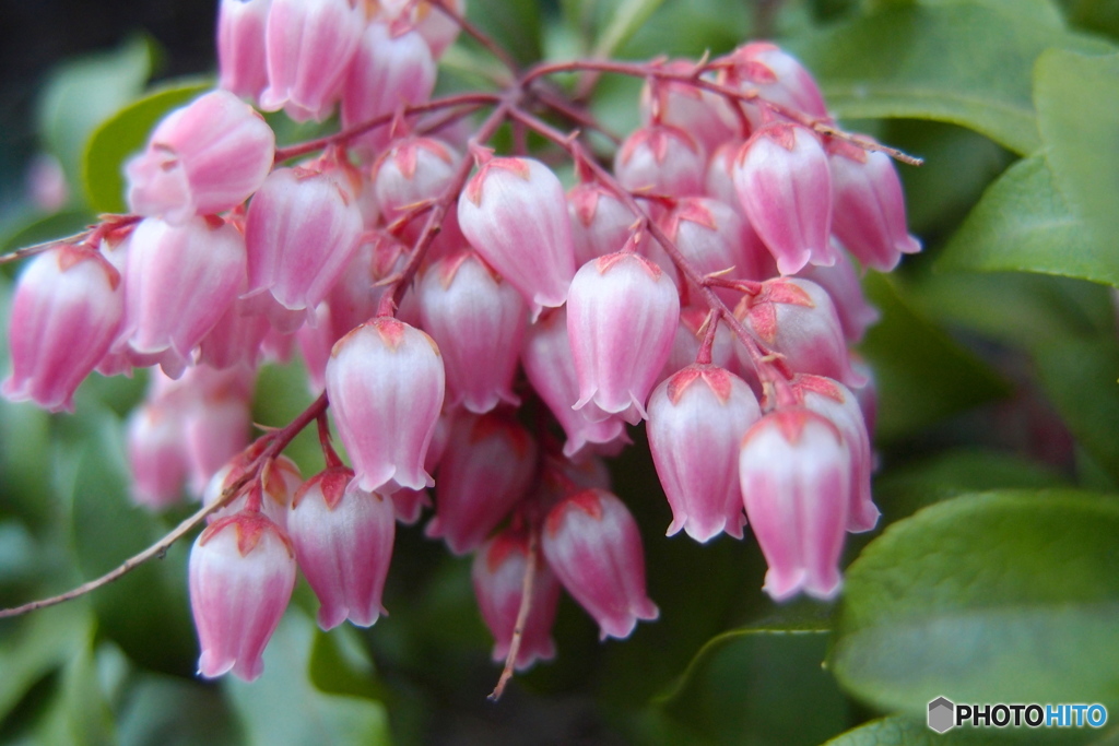 道端に咲く花