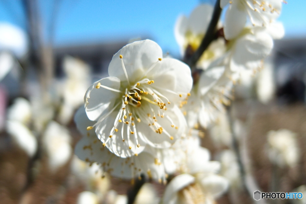 道端に咲く花