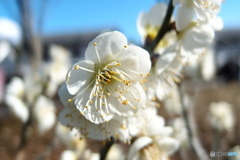 道端に咲く花