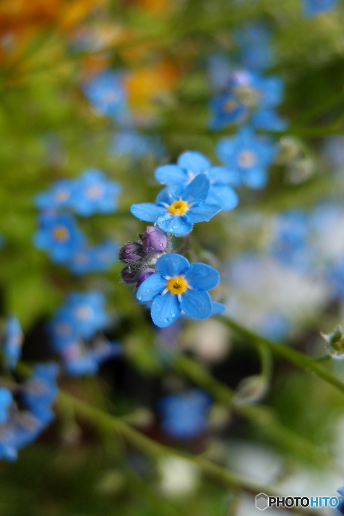 道端に咲く花