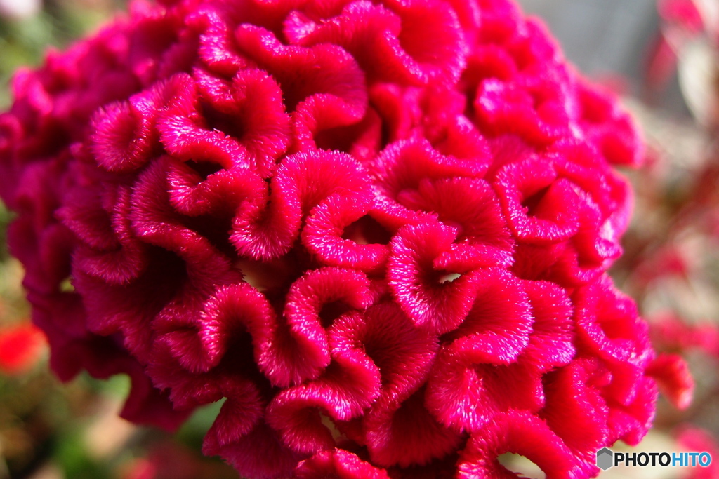 道端に咲く花