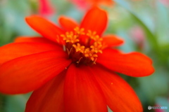 道端に咲く花