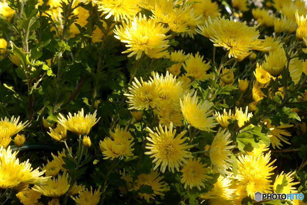 道端に咲く花