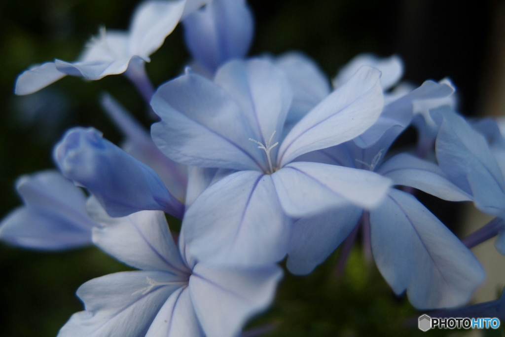 道端に咲く花