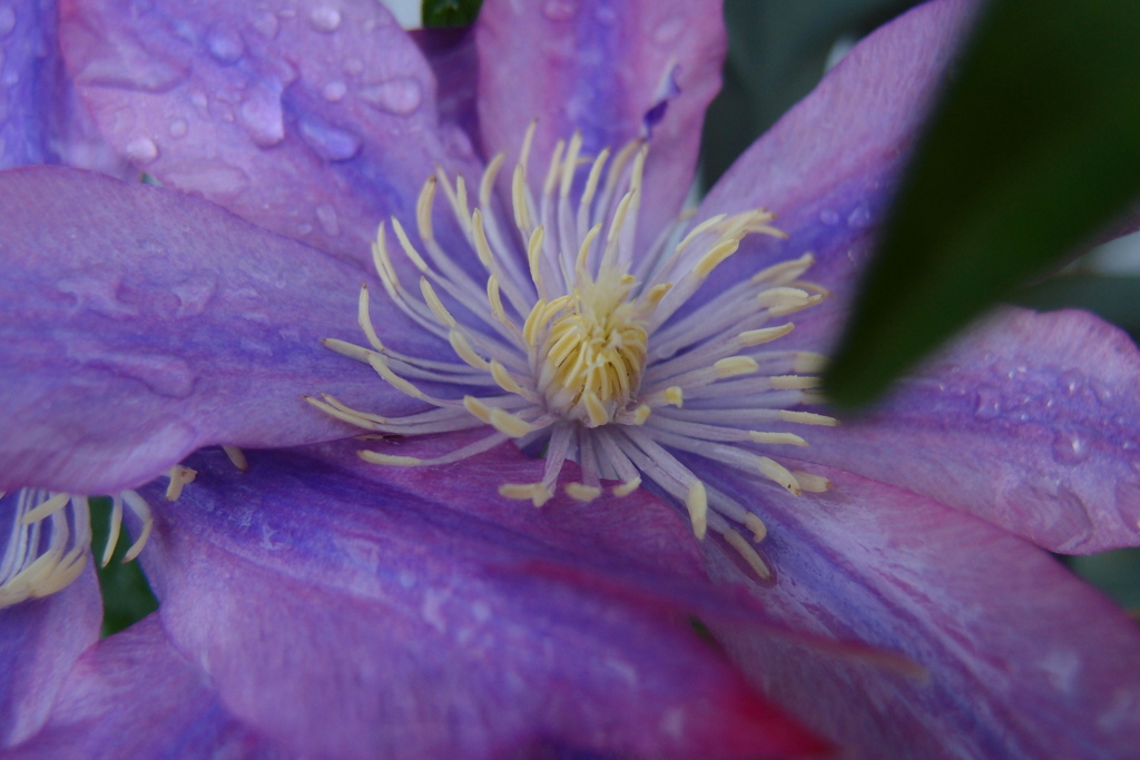 道端に咲く花