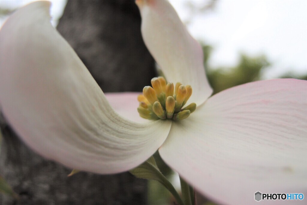 道端に咲く花