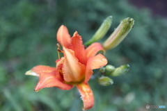 道端に咲く花