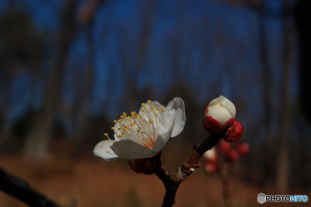 梅の花