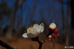 梅の花