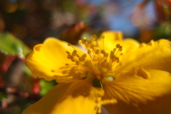 道端に咲く花