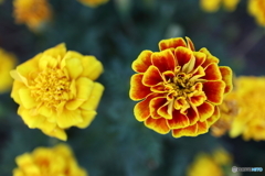 道端に咲く花