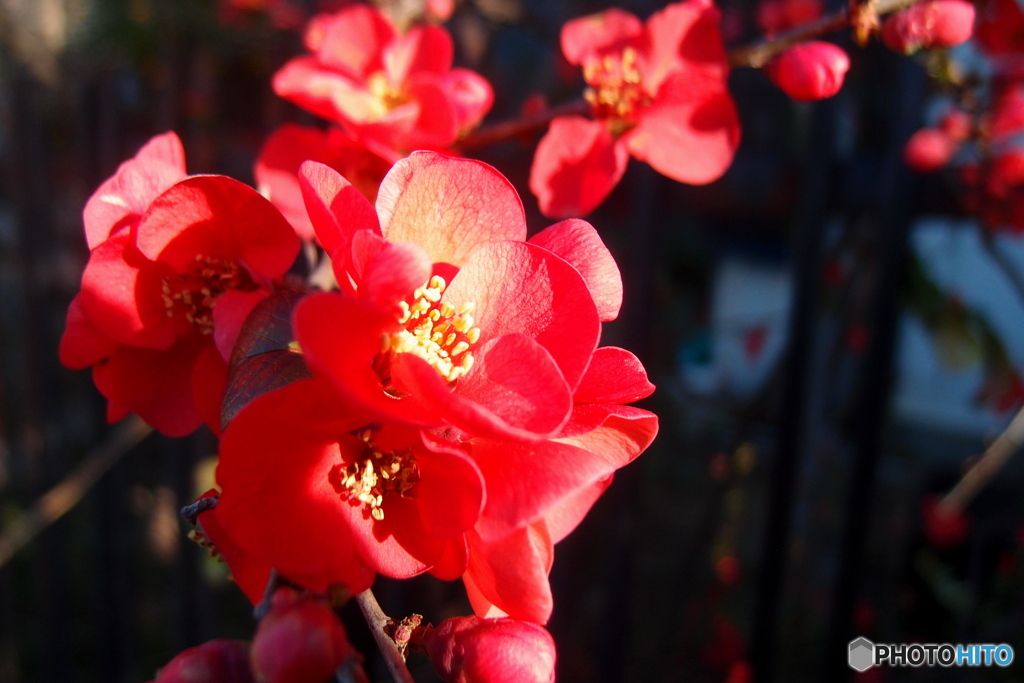 道端に咲く花