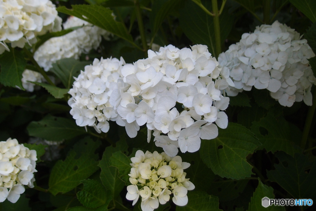 道端に咲く花