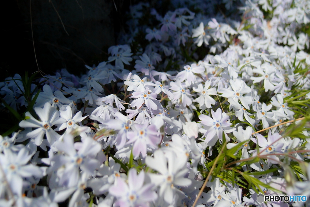 道端に咲く花