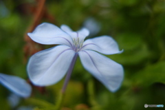 道端に咲く花