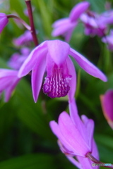 道端に咲く花