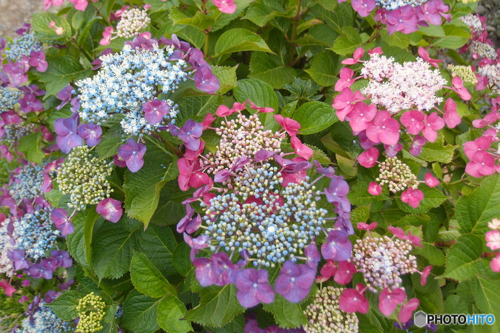 道端に咲く花