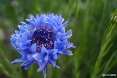 道端に咲く花