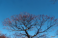梅の花