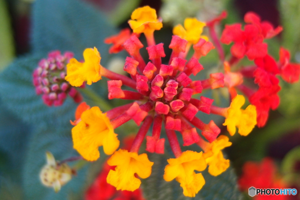 道端に咲く花